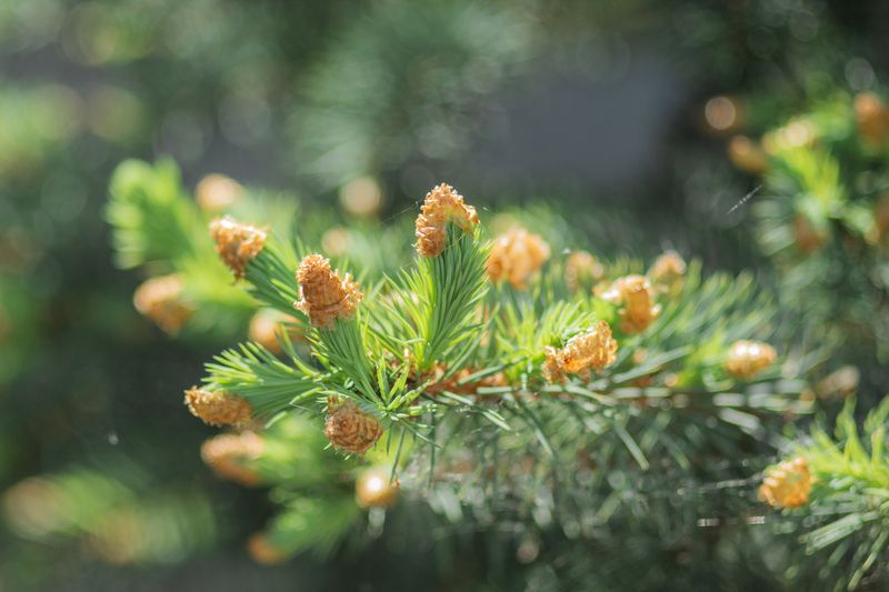 сосна photo preview