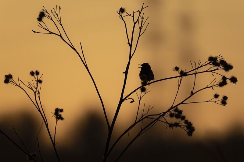 варакушка, закат Варакушкаphoto preview