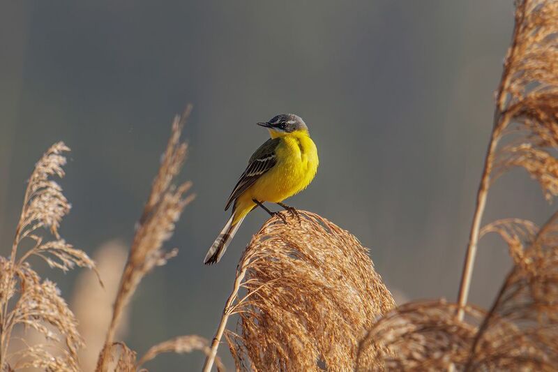 желтая трясогузка, трясогузка Желтая трясогузкаphoto preview