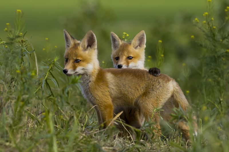 природа ***photo preview