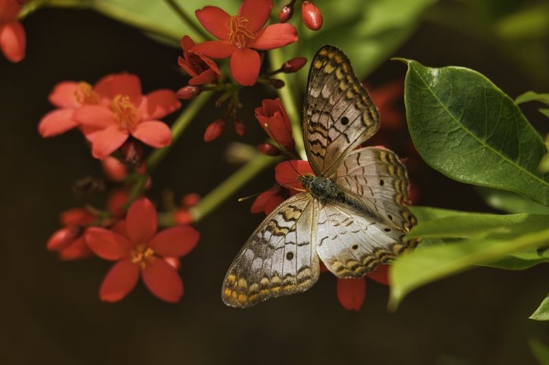 White Peacock Butterfly....Бабочкаphoto preview