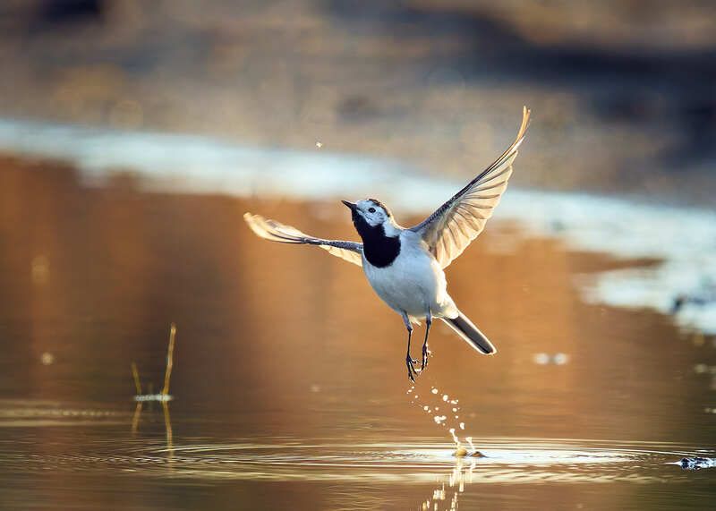 белая трясогузка в полете Рывок в небоphoto preview