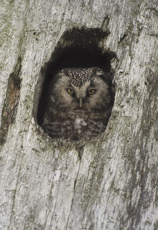 Мохноног в домике :)photo preview