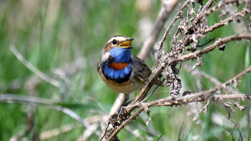 Варакушкаphoto preview