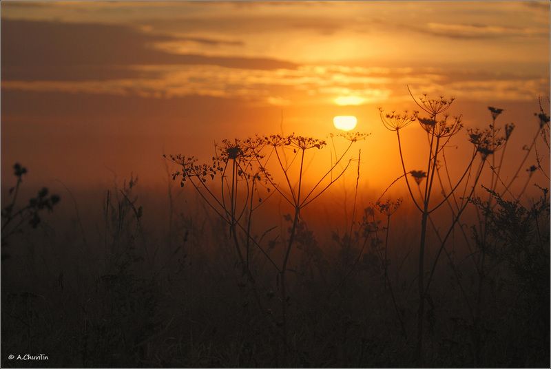 август,закат,травы Закатные травы августа фото превью