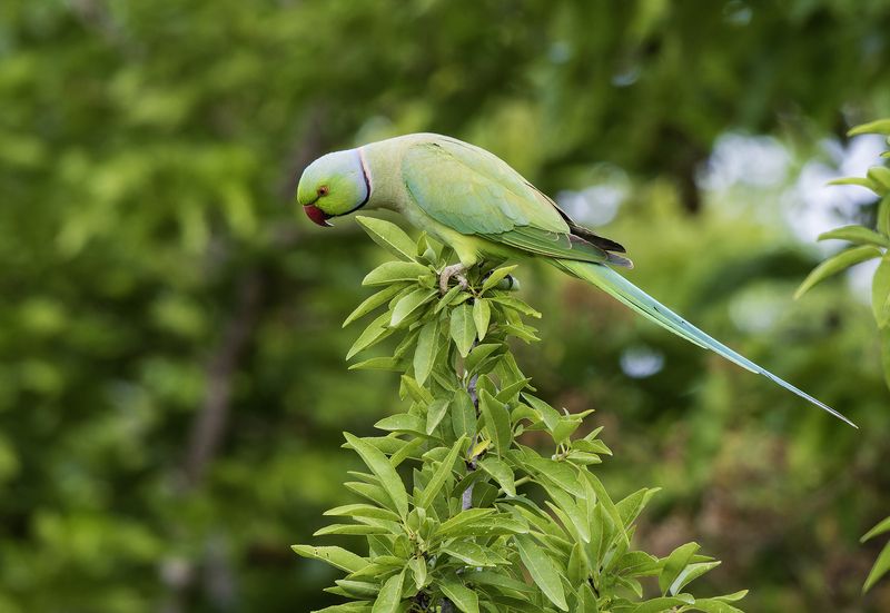Индийский кольчатый попугай.photo preview