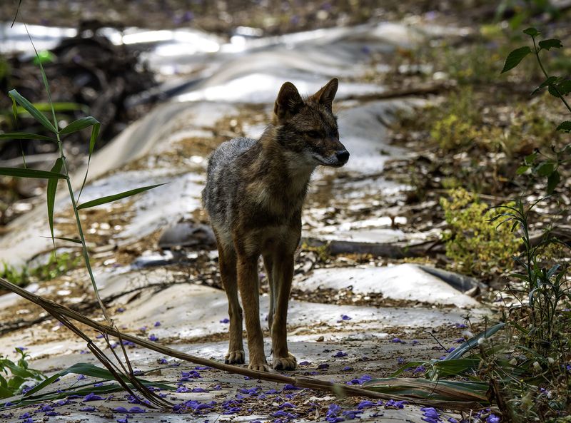 Золотистый шакал.photo preview