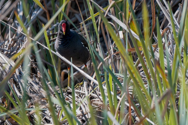 птицы, животные, дикая природа   birds, animal, wildlife Secret in the Reedsphoto preview