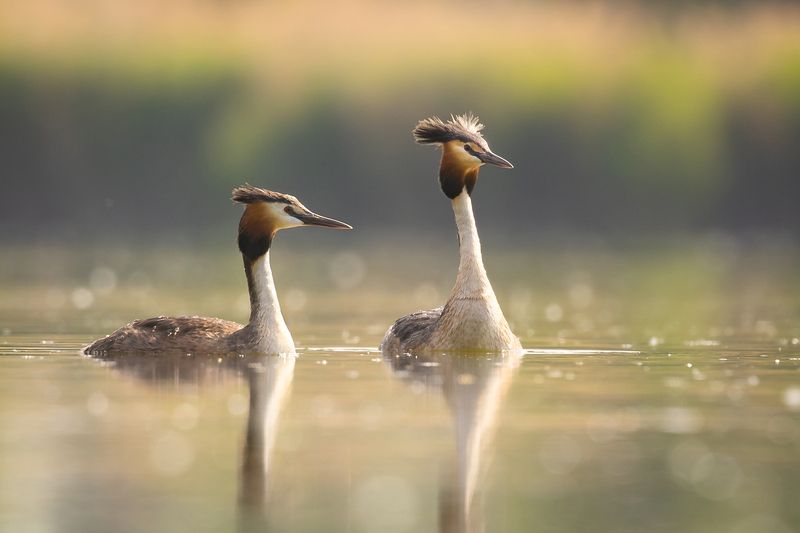 Great crested grebephoto preview
