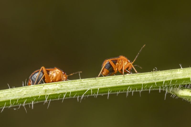 #macro #insects #nature #closeup  фото превью