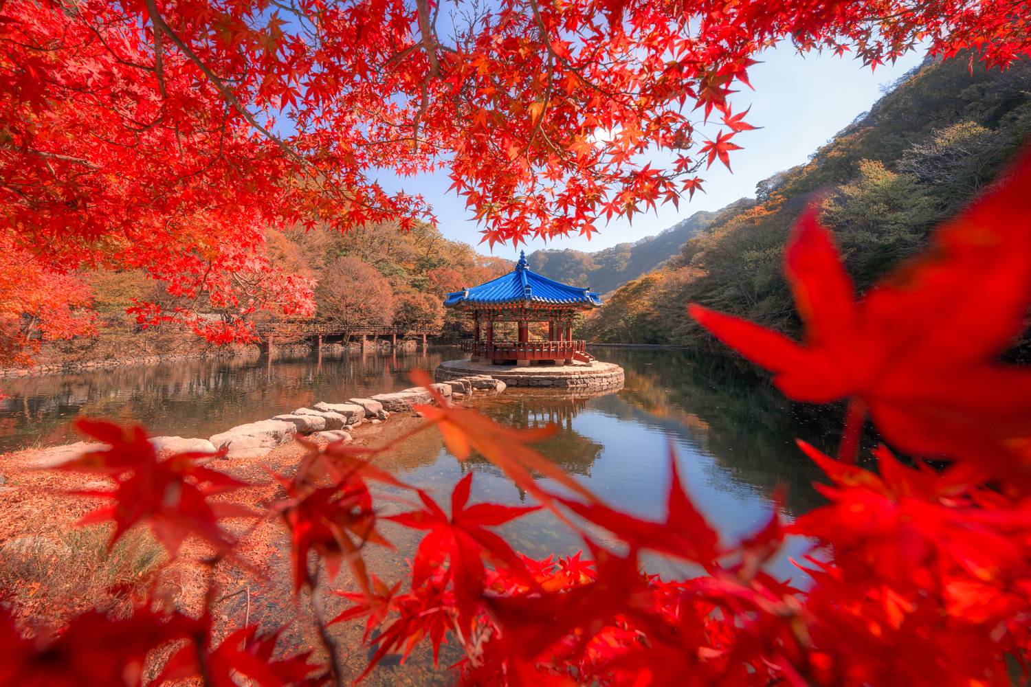 Автор: Kaznov Stanislav южная корея, осень, клены, Kaznov Stanislav