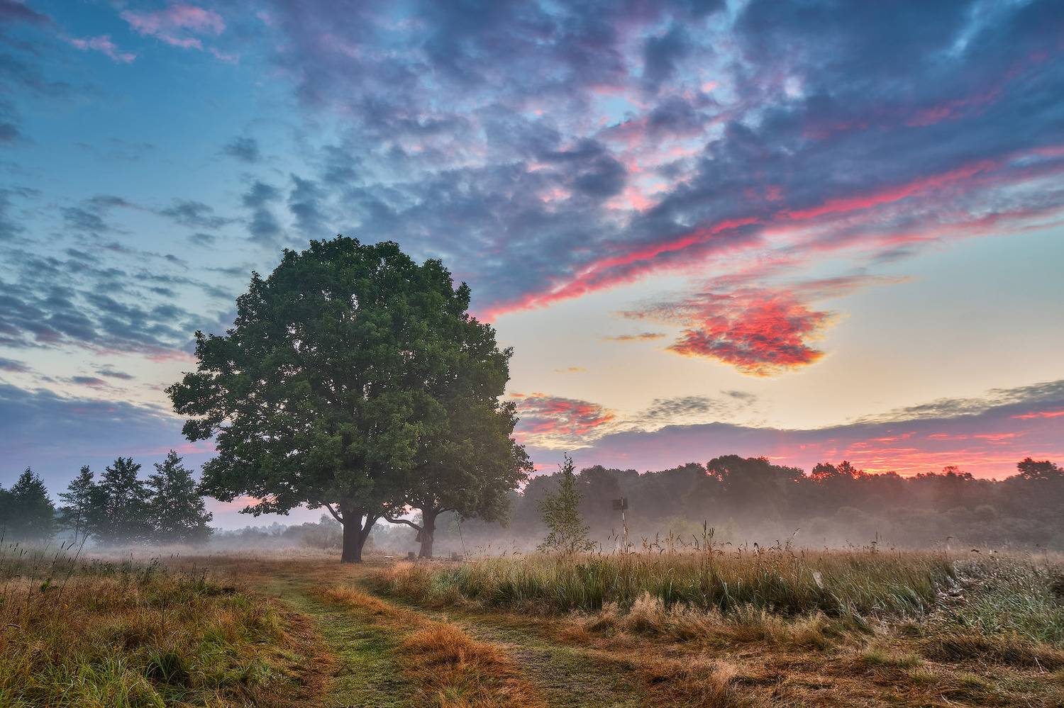 Утро на Березине. Автор: Вейзе Максим август, беларусь, березина, дубы, лето, луга, облака, рассвет, река, утро, Вейзе Максим