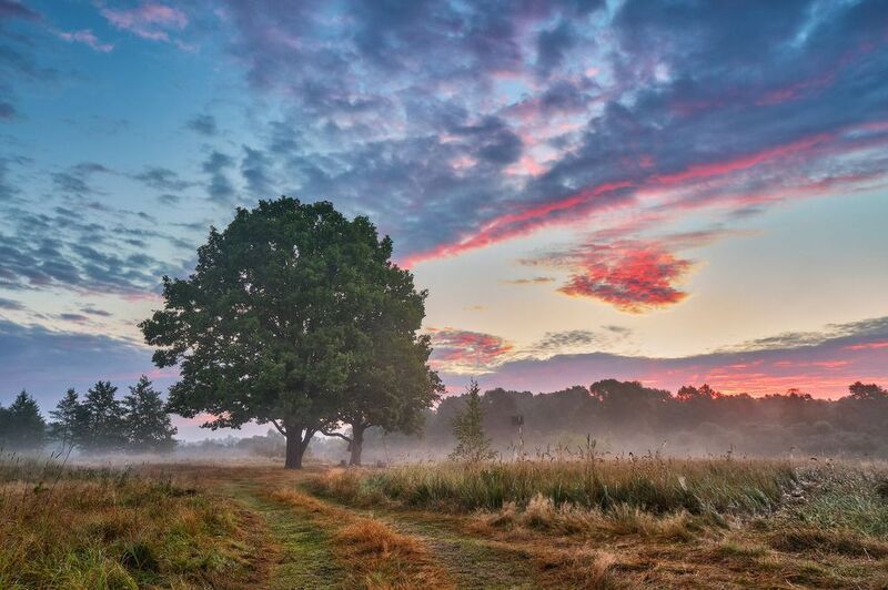 август, беларусь, березина, дубы, лето, луга, облака, рассвет, река, утро Утро на Березинеphoto preview