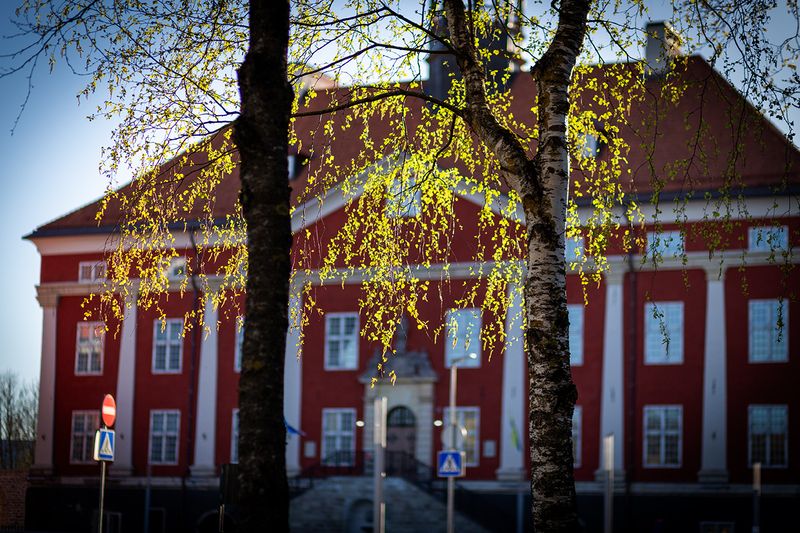 нарва май береза листва ратуша Весенний день в Нарве фото превью
