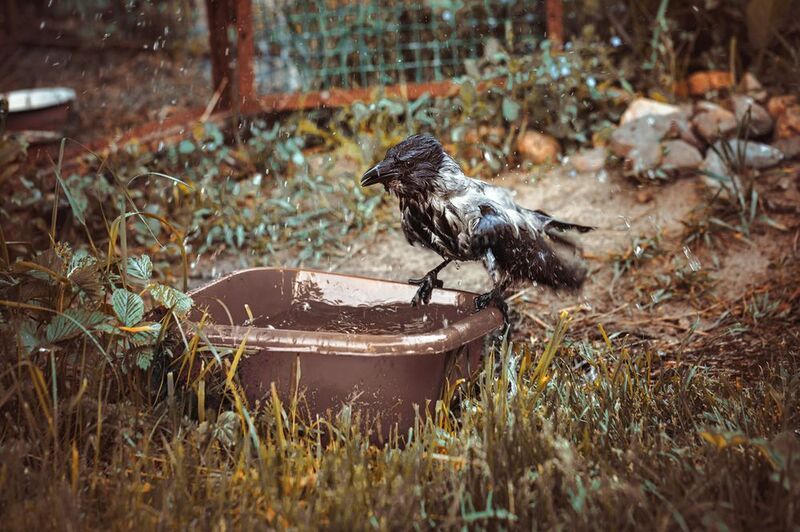 У вороны банный деньphoto preview