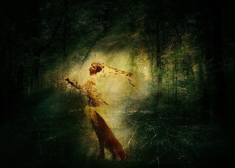 Firebird Firebirdphoto preview