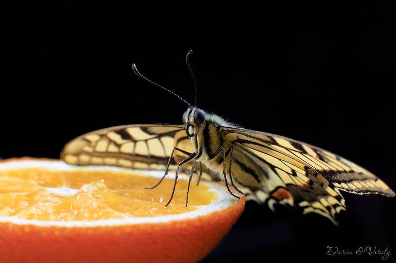 бабочка,Махаон,макро, Махаонphoto preview