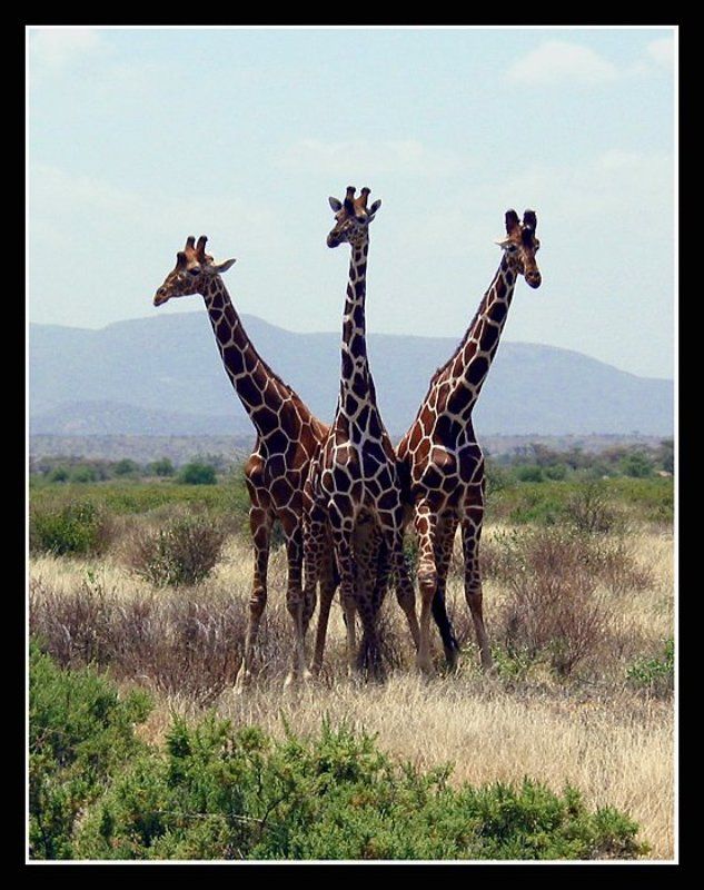 girafas Выходи на бой, Илья Муромец!photo preview