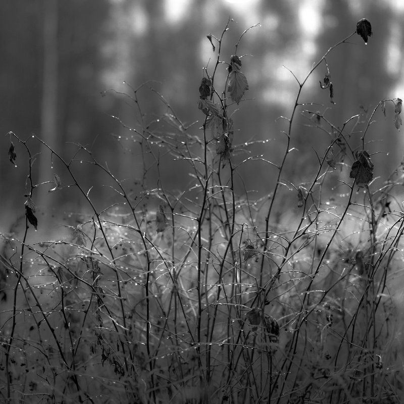 заморозки., осень. \