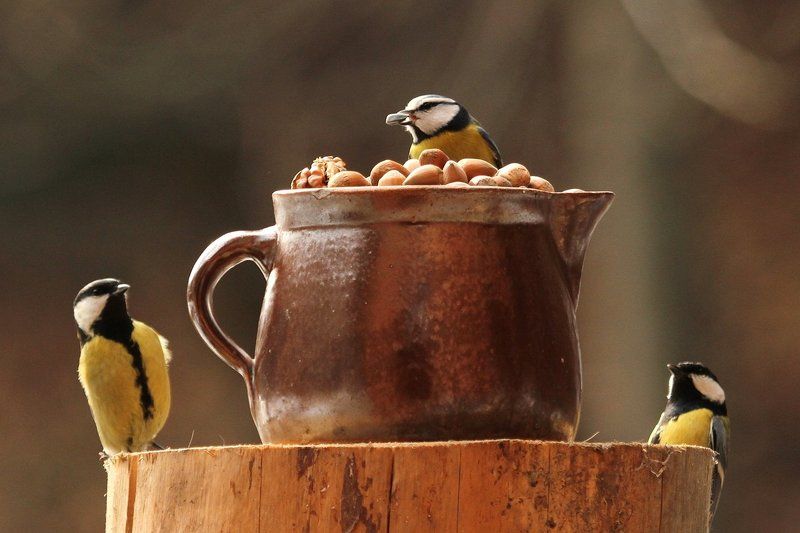 Tитькиphoto preview