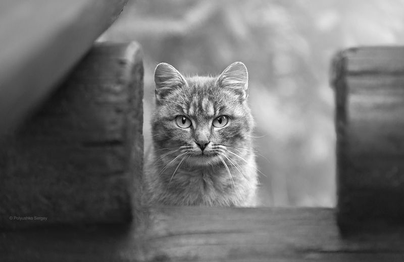 Cat, Кот ***photo preview