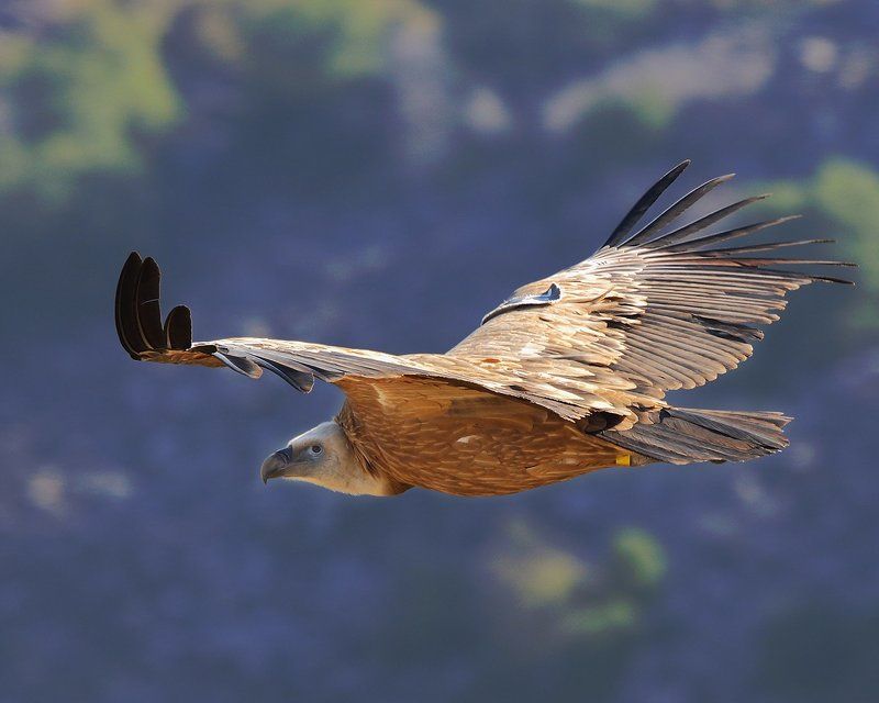 парениеphoto preview