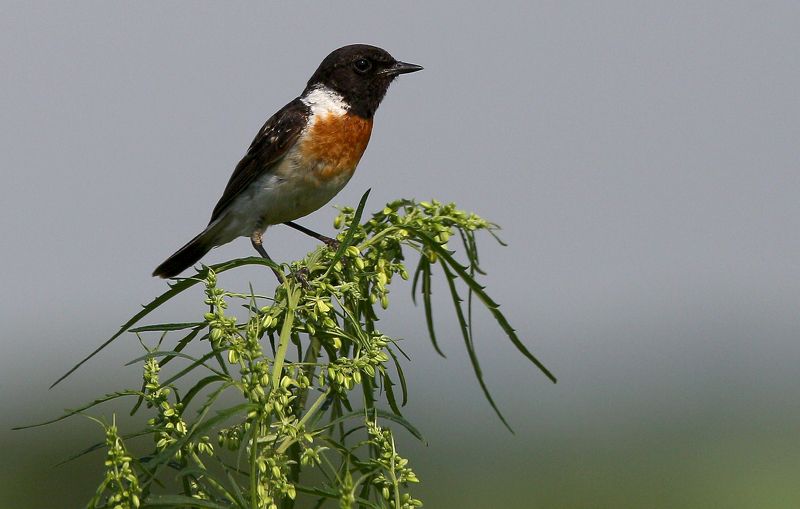 #birds, #European stonechat, #fauna, #nature, #Saxicola rubicola, #wildlife, #природа, #птицы, #фауна, #чекан черноголовый Чекан черноголовый ( Saxicola rubicola )photo preview