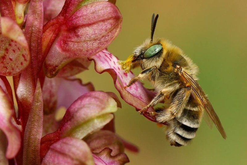 Bee, Macro, North cyprus, Orchid, Pollen Pollenatorphoto preview