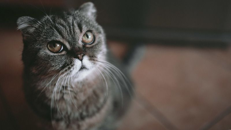 Дашаphoto preview