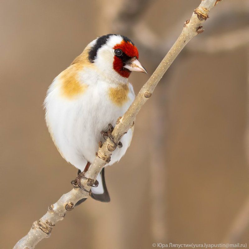 щегол Goldfinch.photo preview