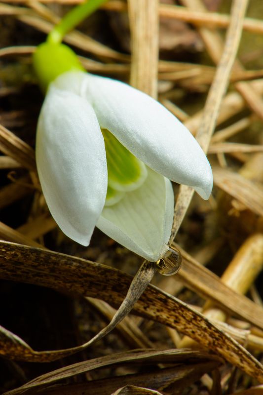 Макро, подснежник, цветок photo preview