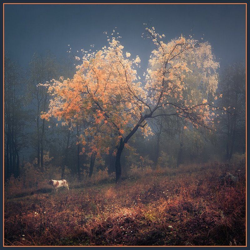 Осень Осенняя прогулкаphoto preview