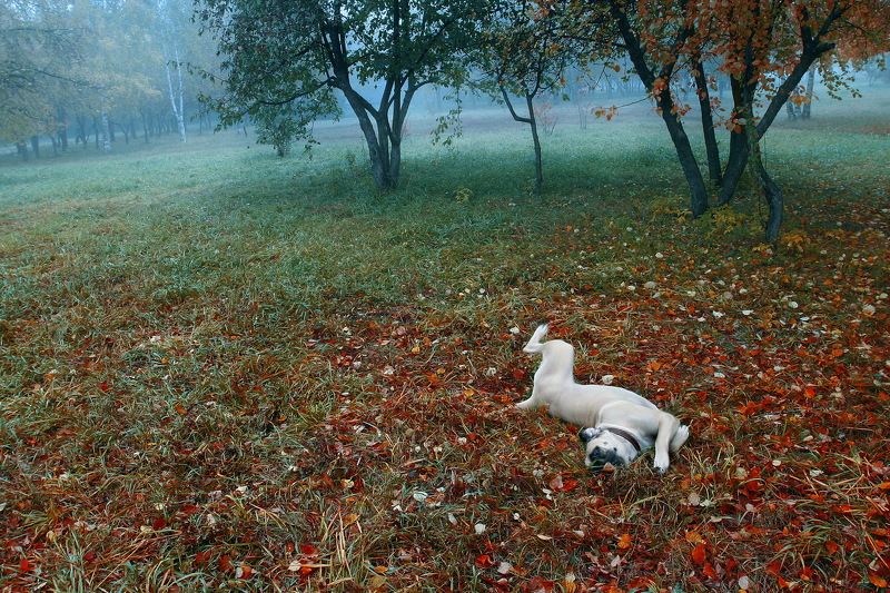 Осенний дурманphoto preview