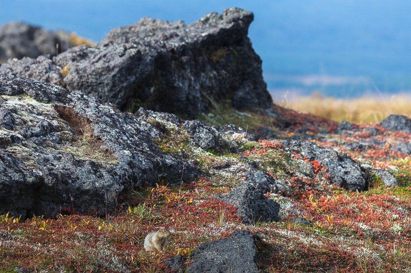 Суслик берингийский в интерьереphoto preview