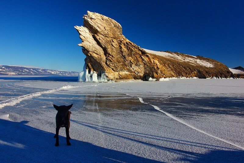 Два зверя... фото превью