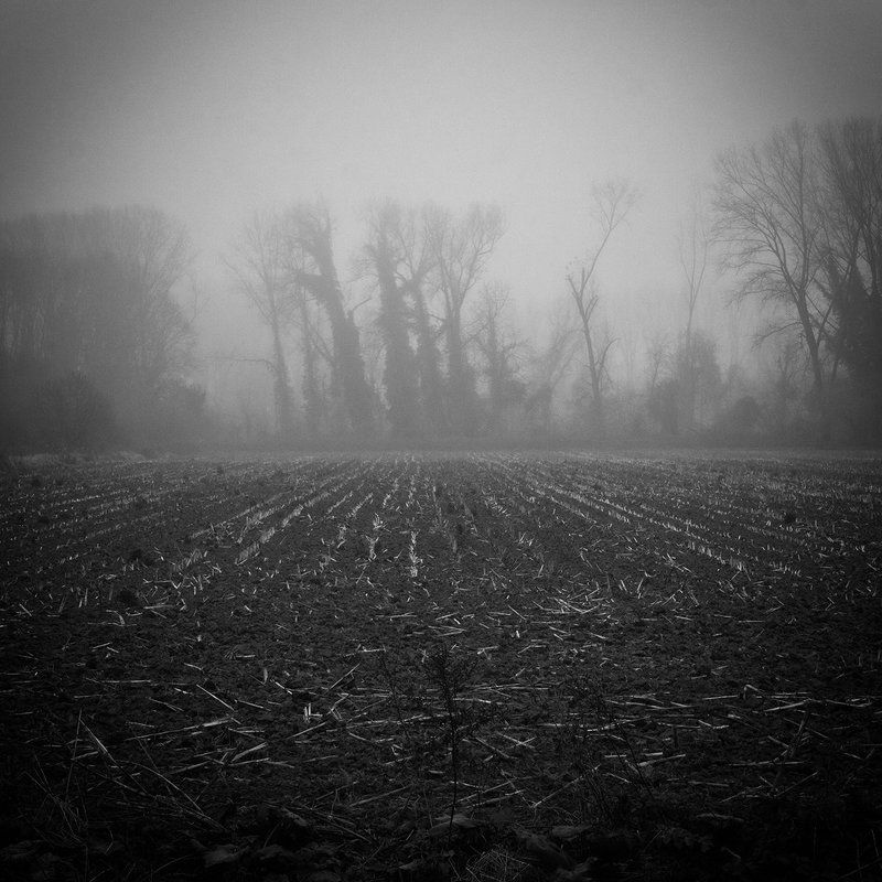 A Forest 4photo preview