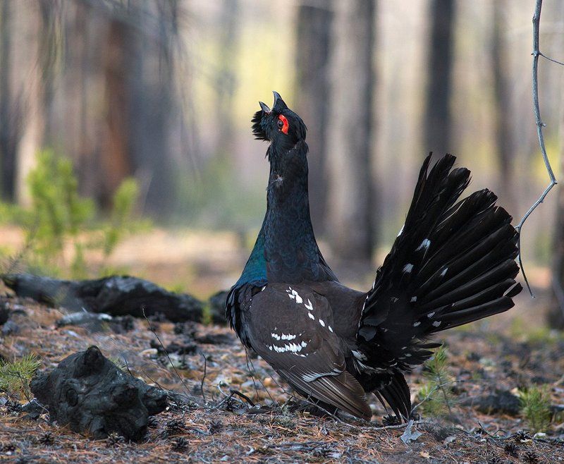 Глухарь птицы Весенняя песняphoto preview