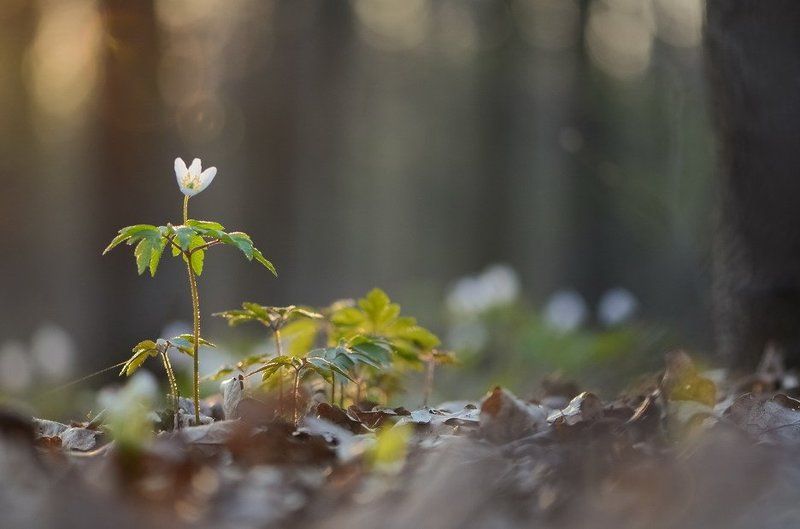 Ветреница, Лес, Цветы Купаясь в лучах солнцаphoto preview