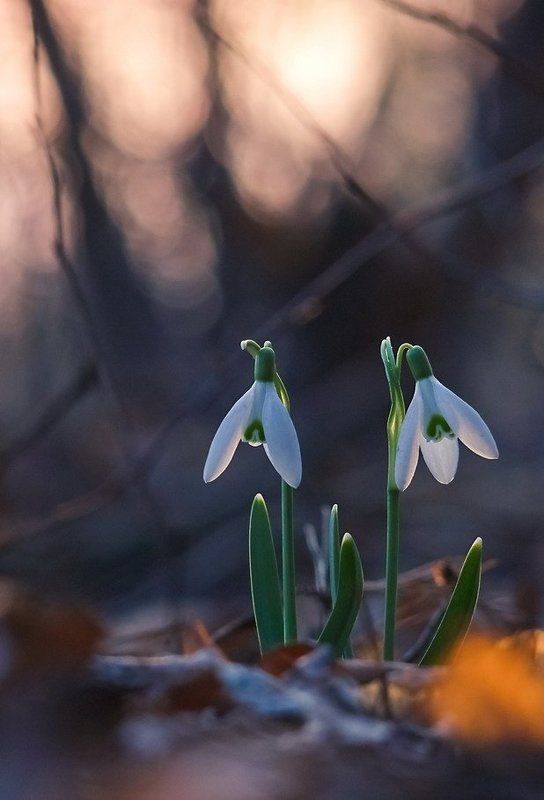 Весна, Подснежник, Цветы Близнецыphoto preview
