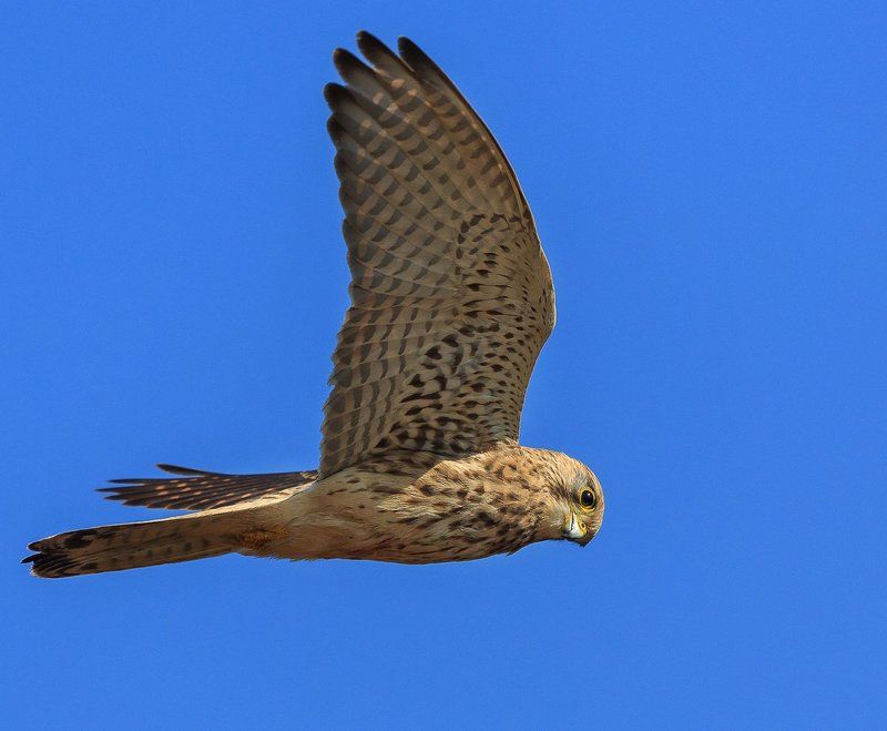 пустельгаphoto preview