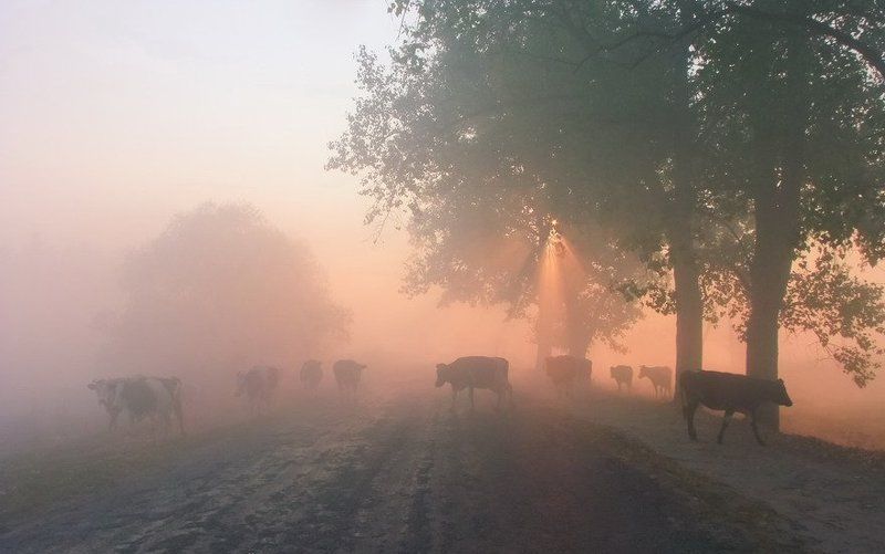 Дорога, Животные, Корова, Рассвет, Утро Обычная сельская компанияphoto preview