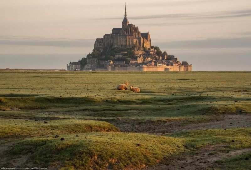 Мон-Сен-Мишель, Нормандия, Франция, овцы, рассвет, трава, утро, зелень, трава, романов Овечкиphoto preview