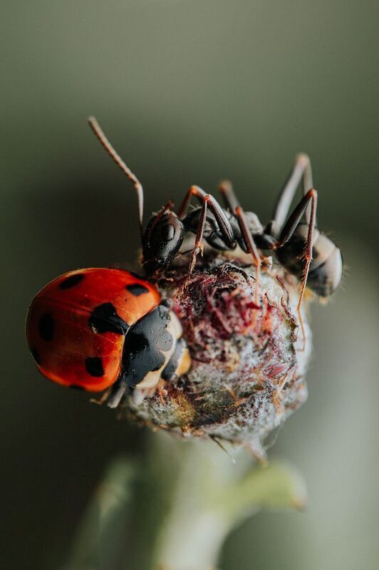 макро, муравей Ютимсяphoto preview