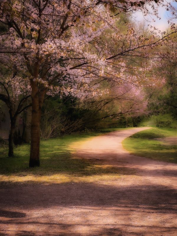 пейзаж, landscape, nature, природа, весна, spring, сакура, цветы, flowers ***photo preview