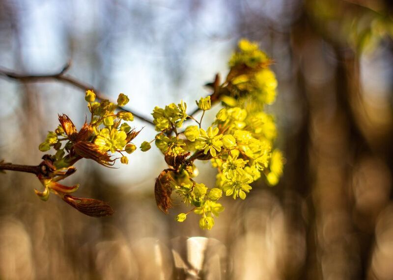 Цветы клена фото превью
