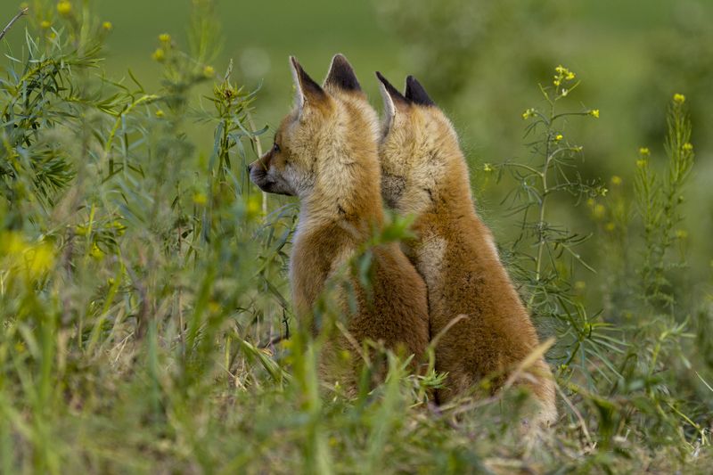 природа Ожиданиеphoto preview