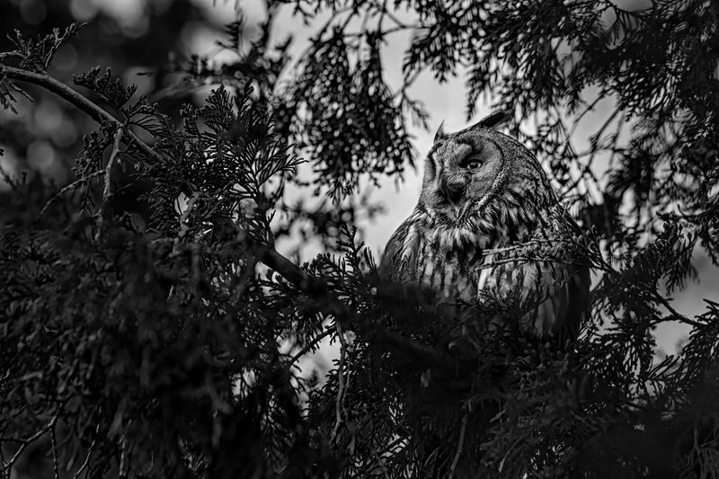 животные, птицы, сова, природа, дикая природа, nature, wildlife, canon Ч/Б Соваphoto preview