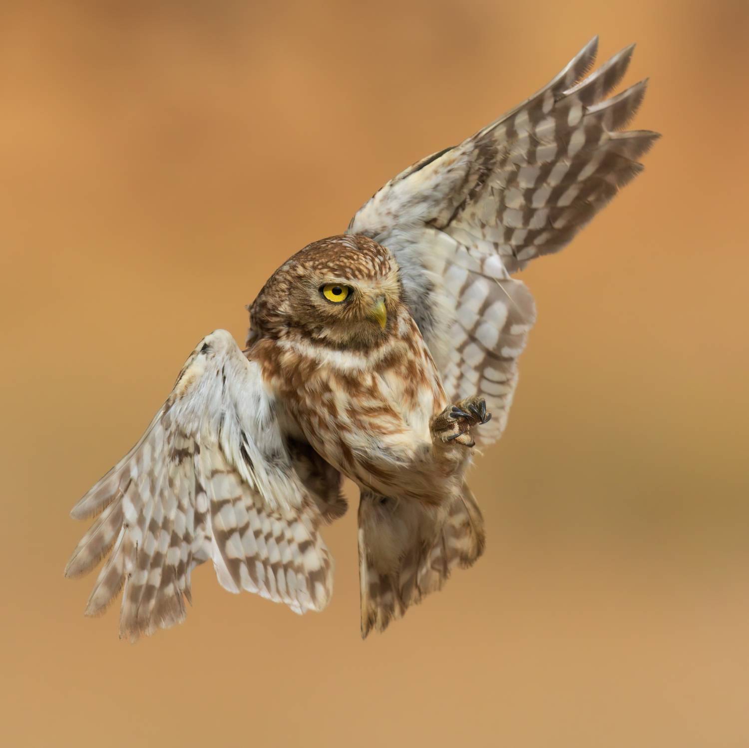 ***. Автор: Фруман Евгений , Фруман Евгений