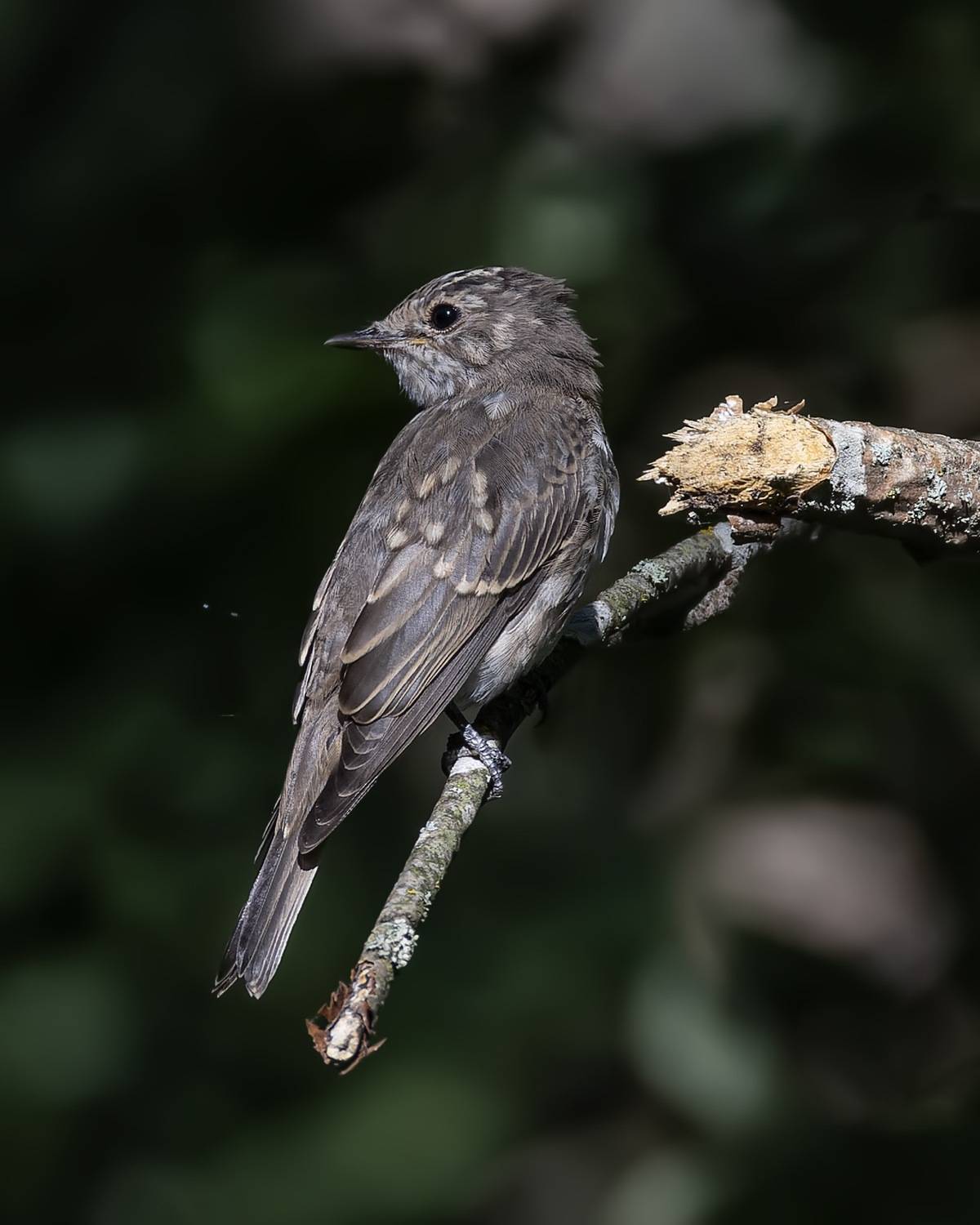 серая мухоловка, мухоловка, птицы, Руслан Pl