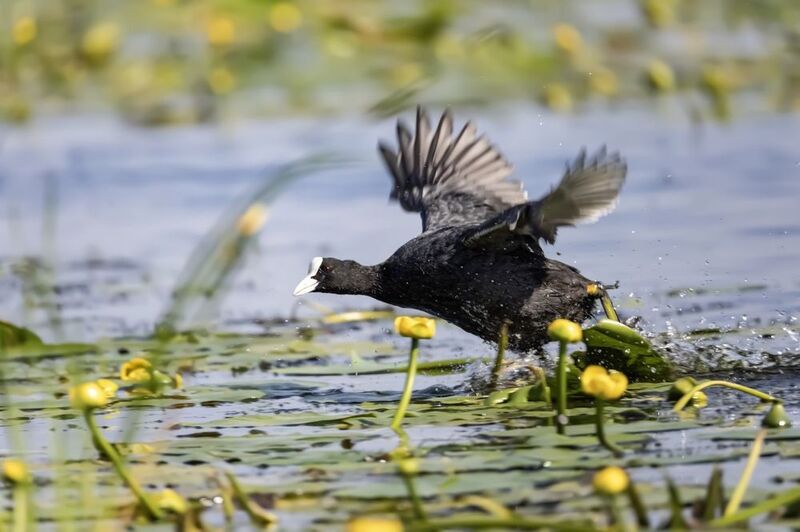 лысуха, птицы Лысухаphoto preview